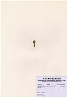 藏品(直立絨扇藻)的圖片